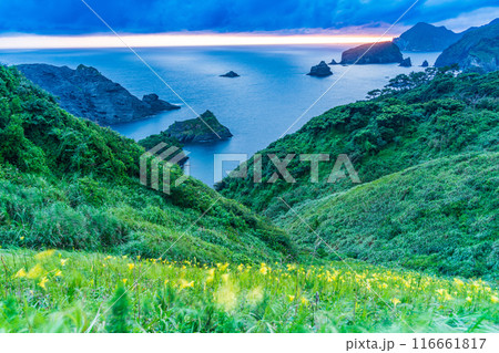 【静岡県】ユウスゲ咲く、奥石廊崎の夕景 【静岡県】ユウスゲ咲く、奥石廊崎の夕景 116661817