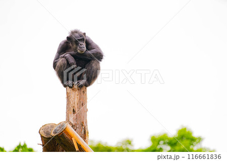 憂鬱なチンパンジー 116661836