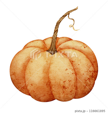 Watercolor Pumpkin Illustration with Stem for Autumn and Halloween Designs. Drawing of orange Gourd on isolated background for Harvest festival invitations. Painting of seasonal vegetable. Watercolor Pumpkin Illustration with Stem for Autumn and Halloween Designs. Drawing of orange Gourd on isolated background for Harvest festival invitations. Painting of seasonal vegetable. 116661895