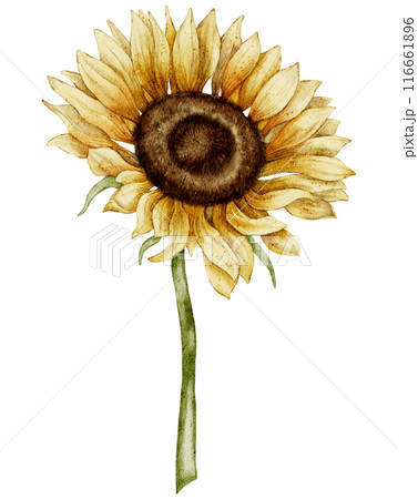 Watercolor Sunflower Illustration with Detailed Petals and Green Stem on isolated background. Seasonal autumn Flower in yellow and orange colors for harvest festival invitations or fall greeting cards Watercolor Sunflower Illustration with Detailed Petals and Green Stem on isolated background. Seasonal autumn Flower in yellow and orange colors for harvest festival invitations or fall greeting cards 116661896
