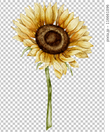 Watercolor Sunflower Illustration with Detailed Petals and Green Stem on isolated background. Seasonal autumn Flower in yellow and orange colors for harvest festival invitations or fall greeting cards Watercolor Sunflower Illustration with Detailed Petals and Green Stem on isolated background. Seasonal autumn Flower in yellow and orange colors for harvest festival invitations or fall greeting cards 116661896