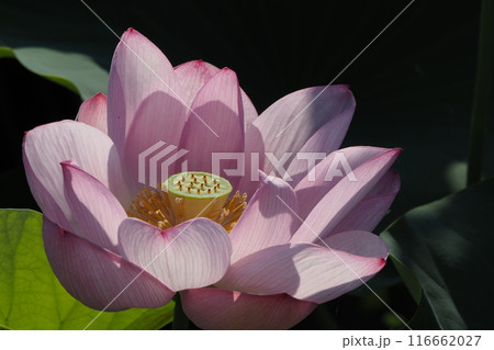 蓮の花、清浄なる花 116662027