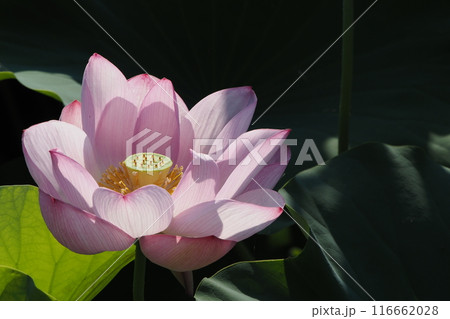 蓮の花、清浄なる花 蓮の花、清浄なる花 116662028