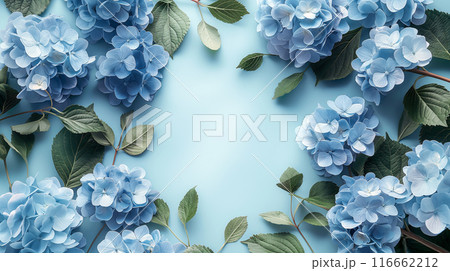 watercolor illustration of a delicate blue background of hydrangea flowers with empty space watercolor illustration of a delicate blue background of hydrangea flowers with empty space 116662212