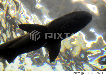 サメのイメージ 116662611