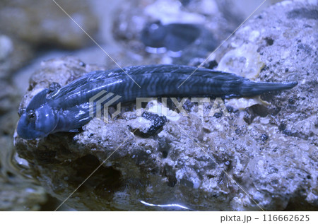 ヤセタマカエルウオ ヤセタマカエルウオ 116662625
