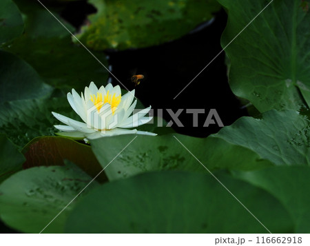 白い蓮の花 白い蓮の花 116662918