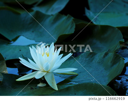 水面に浮かぶ睡蓮の花 水面に浮かぶ睡蓮の花 116662919