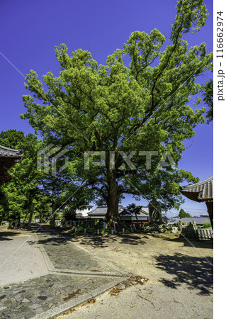 四国八十八箇所79番 天皇寺 御神木 香川県坂出市 四国八十八箇所79番 天皇寺 御神木 香川県坂出市 116662974