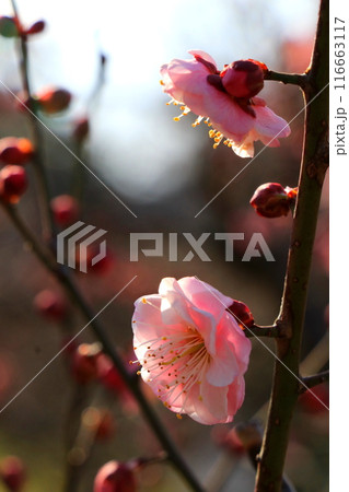 咲き始めた梅の花 116663117