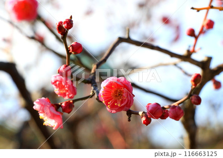 春を告げる梅の花 116663125