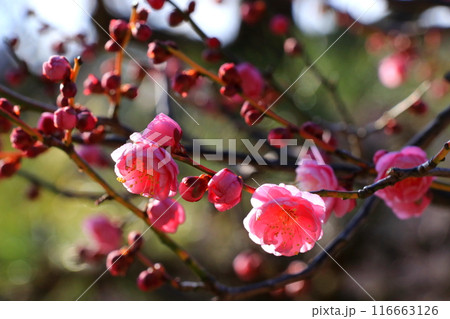 咲き始めた梅の花 116663126