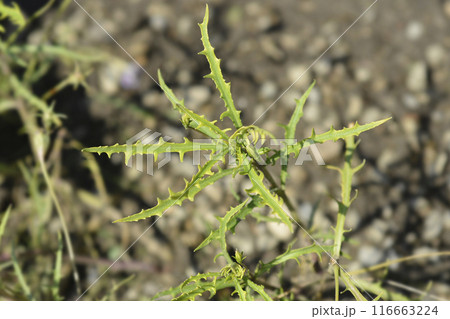 Rock isotome Rock isotome 116663224