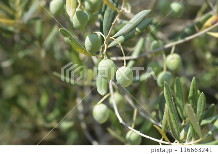 Common olive 116663241