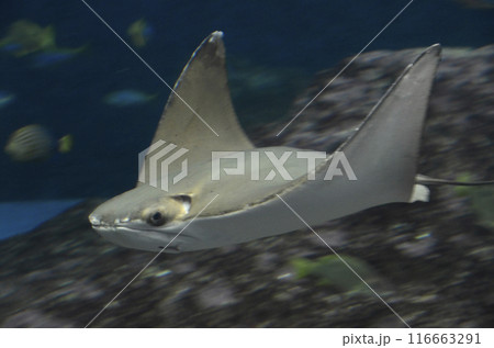 ウシバナトビエイ 116663291