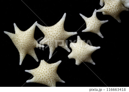 星の砂 116663418