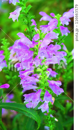 満開のハナトラノオ花の風景 116663579