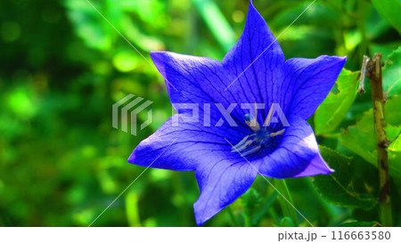 一輪の青いキキョウの花の風景 116663580