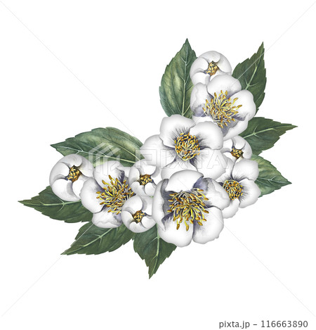 A bouquet of jasmine flowers with leaves. Spring fragrance jasmine. A hand-drawn watercolor illustration. Highlight it. An element for the design of packaging, postcards and labels. 116663890