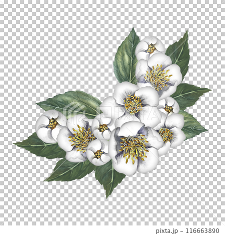 A bouquet of jasmine flowers with leaves. Spring fragrance jasmine. A hand-drawn watercolor illustration. Highlight it. An element for the design of packaging, postcards and labels. 116663890