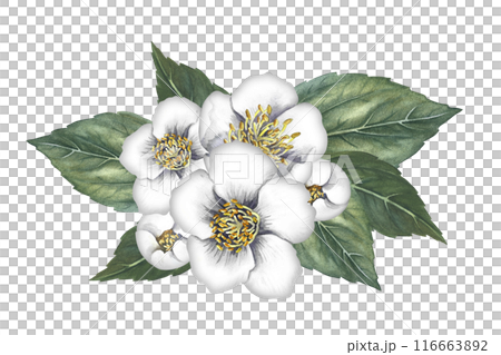 A bouquet of jasmine flowers with leaves. Spring fragrance jasmine. A hand-drawn watercolor illustration. Highlight it. An element for the design of packaging, postcards and labels. A bouquet of jasmine flowers with leaves. Spring fragrance jasmine. A hand-drawn watercolor illustration. Highlight it. An element for the design of packaging, postcards and labels. 116663892