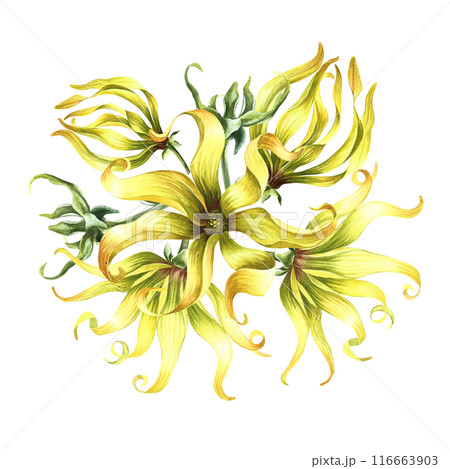 Kananga is fragrant. Ylang-ylang flowers. A bouquet of exotic fragrant yellow flowers. A hand-drawn watercolor illustration. A design element on an isolated background. 116663903