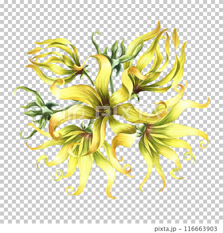 Kananga is fragrant. Ylang-ylang flowers. A bouquet of exotic fragrant yellow flowers. A hand-drawn watercolor illustration. A design element on an isolated background. 116663903