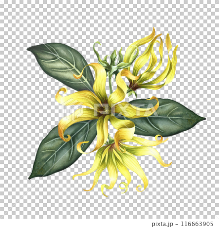 Kananga is fragrant. Ylang-ylang flowers. A bouquet of exotic fragrant yellow flowers with leaves. A hand-drawn watercolor illustration. A design element on an isolated background. Kananga is fragrant. Ylang-ylang flowers. A bouquet of exotic fragrant yellow flowers with leaves. A hand-drawn watercolor illustration. A design element on an isolated background. 116663905