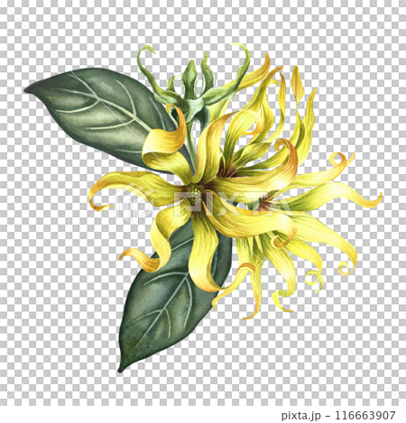 Kananga is fragrant. Ylang-ylang flowers. A bouquet of exotic fragrant yellow flowers with leaves. A hand-drawn watercolor illustration. A design element on an isolated background. Kananga is fragrant. Ylang-ylang flowers. A bouquet of exotic fragrant yellow flowers with leaves. A hand-drawn watercolor illustration. A design element on an isolated background. 116663907