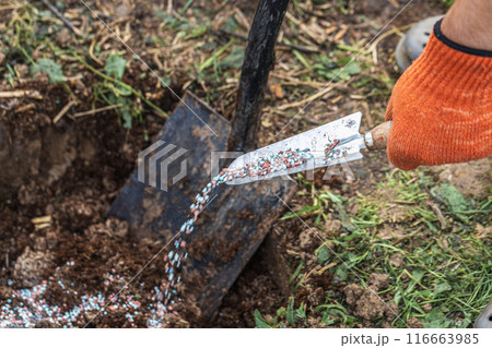A gloved hand holds a shovel and fertilizes the ground before planting, autumn 116663985
