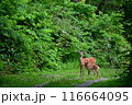 シカの親子 116664095