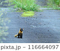 ホンドテン（アップ） 116664097