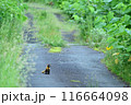 ホンドテン 116664098