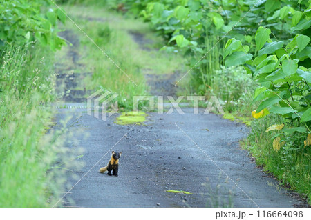 ホンドテン ホンドテン 116664098