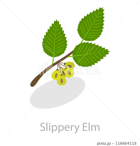 3D Isometric Flat Vector Set of Astringent Herbs, Natural Herbal Remedy. Item 8 116664118