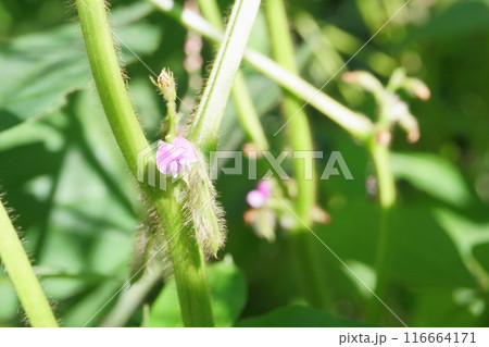 大豆畑の大豆の花 大豆畑の大豆の花 116664171