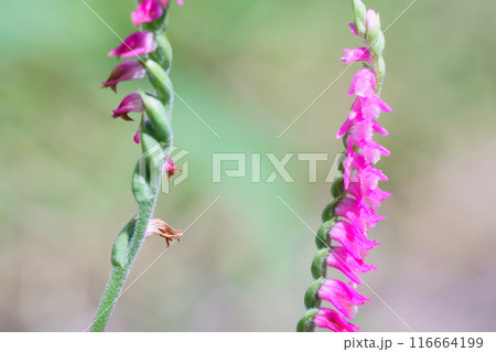 庭に咲くネジバナ 庭に咲くネジバナ 116664199