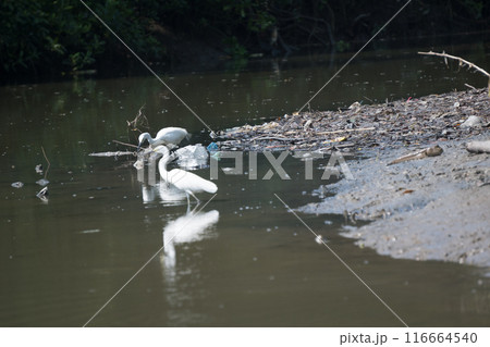 white egret birds standing in a river next to a pile of trash. white egret birds standing in a river next to a pile of trash. 116664540