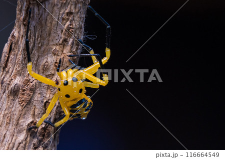 an eight spotted crab spider or Platythomisus octomaculatus. an eight spotted crab spider or Platythomisus octomaculatus. 116664549