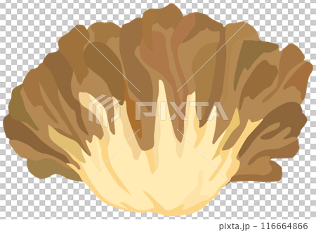 Simple Maitake mushroom illustration vector material 116664866