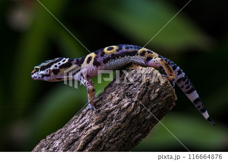 a type of anole lizard. Anoles are arboreal lizards 116664876