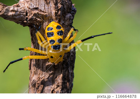 an eight spotted crab spider or Platythomisus octomaculatus. 116664878