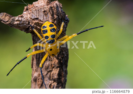 an eight spotted crab spider or Platythomisus octomaculatus. 116664879