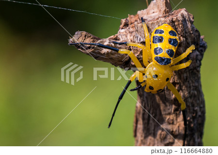 an eight spotted crab spider or Platythomisus octomaculatus. 116664880