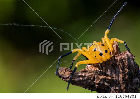 an eight spotted crab spider or Platythomisus octomaculatus. 116664881