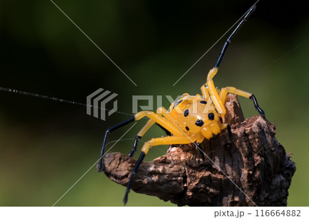 an eight spotted crab spider or Platythomisus octomaculatus. 116664882
