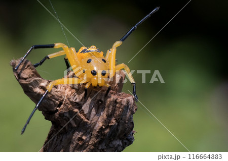 an eight spotted crab spider or Platythomisus octomaculatus. 116664883