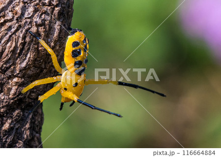 an eight spotted crab spider or Platythomisus octomaculatus. 116664884