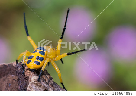an eight spotted crab spider or Platythomisus octomaculatus. 116664885