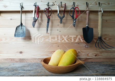 Mango and gardening tools hanging on a wooden wall Mango and gardening tools hanging on a wooden wall 116664975